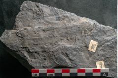 Foto (Detailansicht) von Calamites cistii Brongniart (NHMW-GEO-2024-0188-10984)